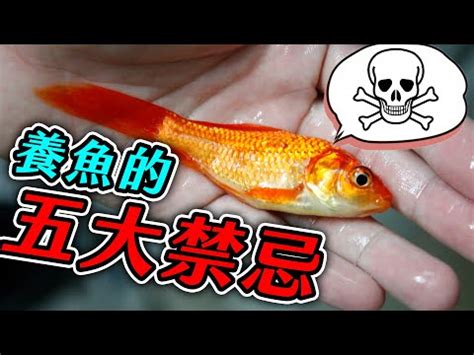 養魚要注意什麼|養魚禁忌易忽視 新手入門有建議 – 世新大學小世界